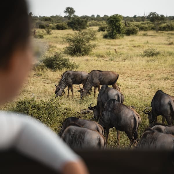 South Africa road trip: Wild Kruger and Cape Town